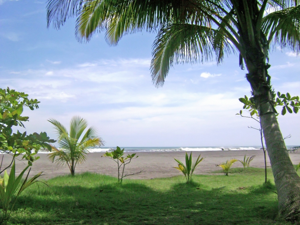 Beach sea coast tree