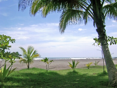 Foto Praia mar costa árvore