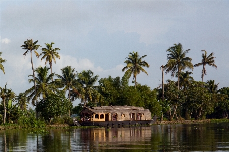 Tree vacation jungle lagoon Photo