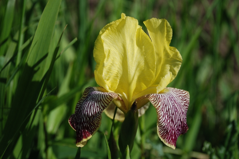 Naturaleza planta hoja flor