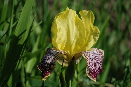 Nature plant leaf flower Photo