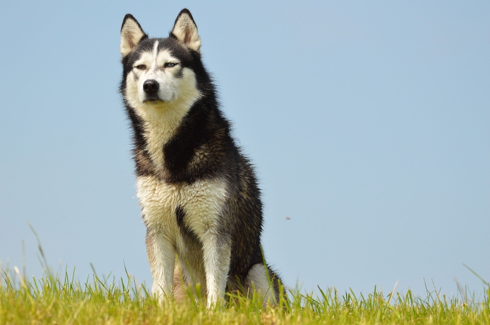 Outdoor dog pet model