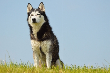 Outdoor dog pet model Photo