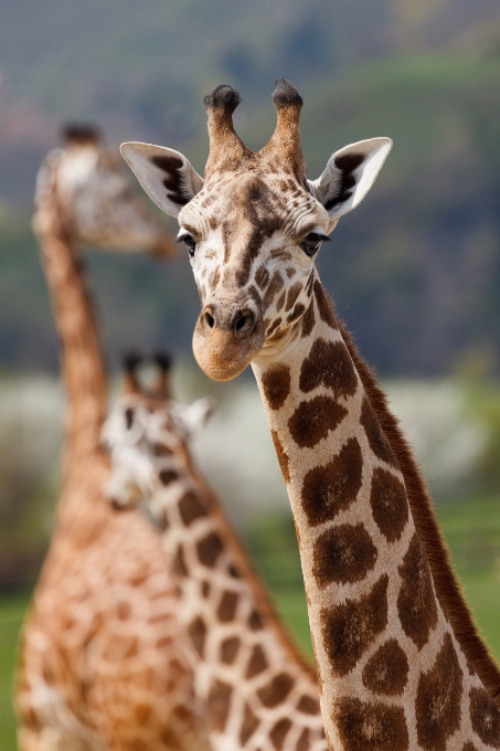 Tier niedlich tierwelt wild