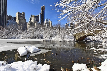 Tree snow winter bird Photo