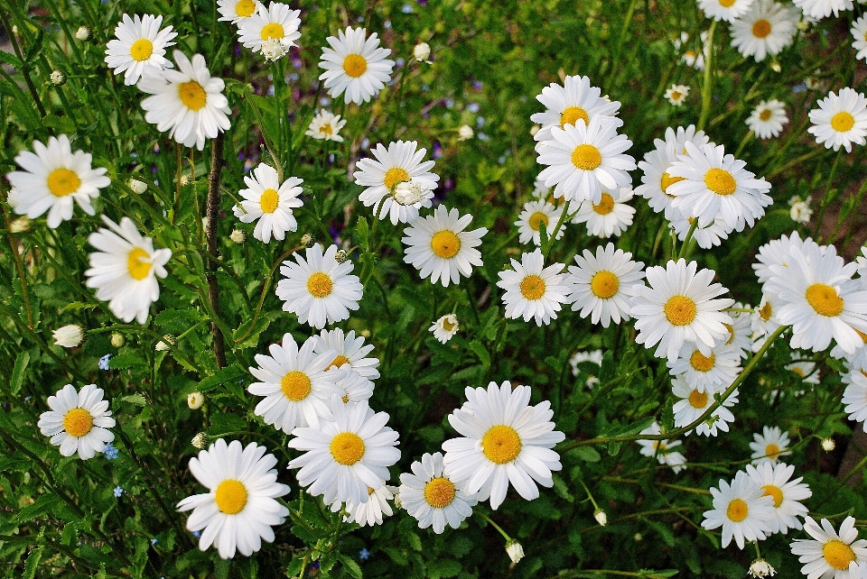 Natur gras blüte anlage