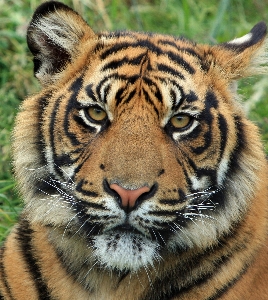 Foto Animal bonitinho animais selvagens retrato