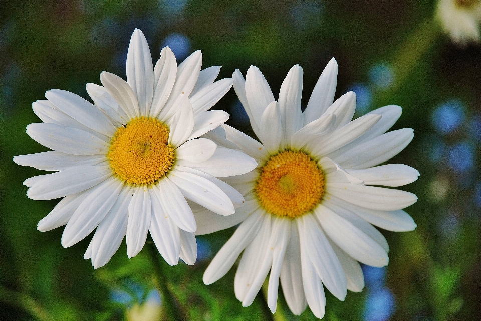 自然 花 植物 花弁