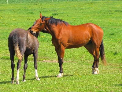 Outdoor farm meadow prairie Photo