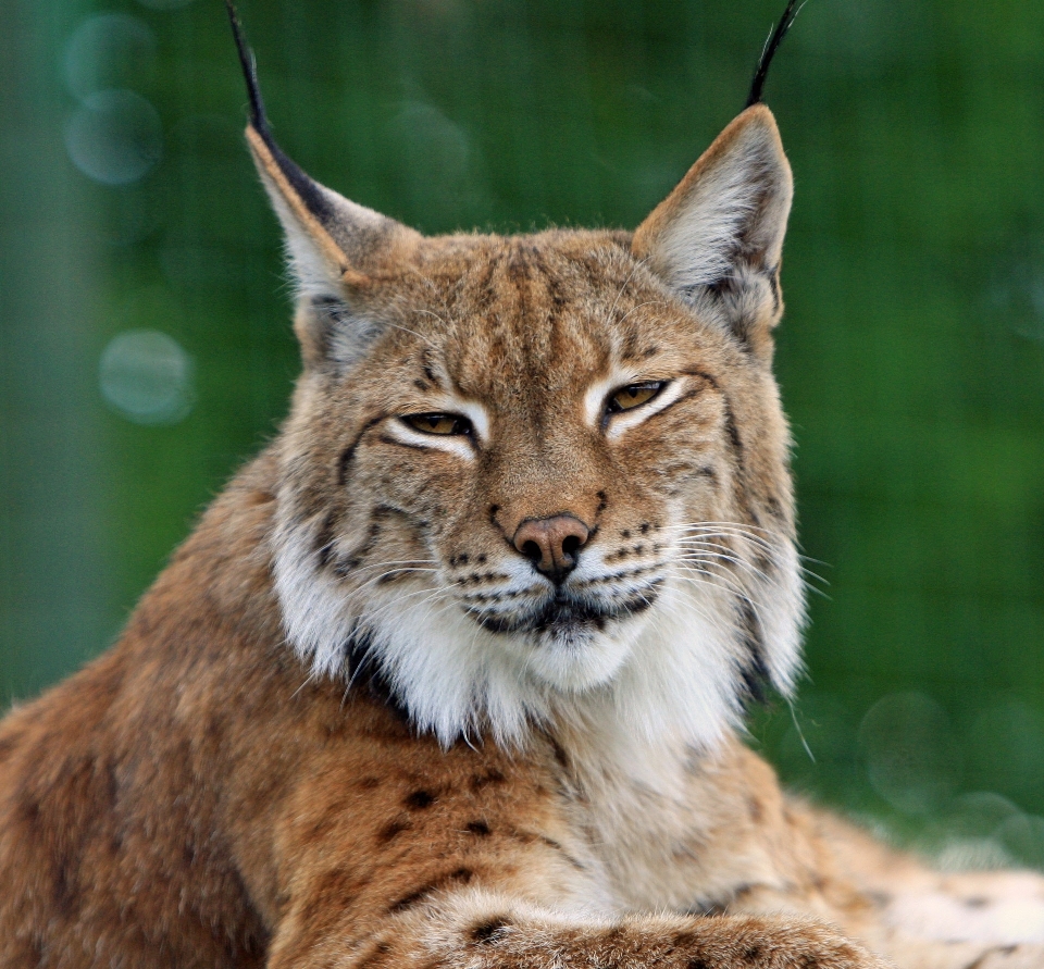 自然 動物 野生動物 肖像画