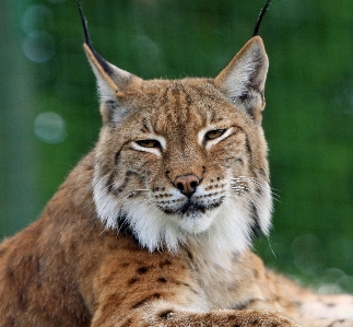 Foto Natureza animal animais selvagens retrato