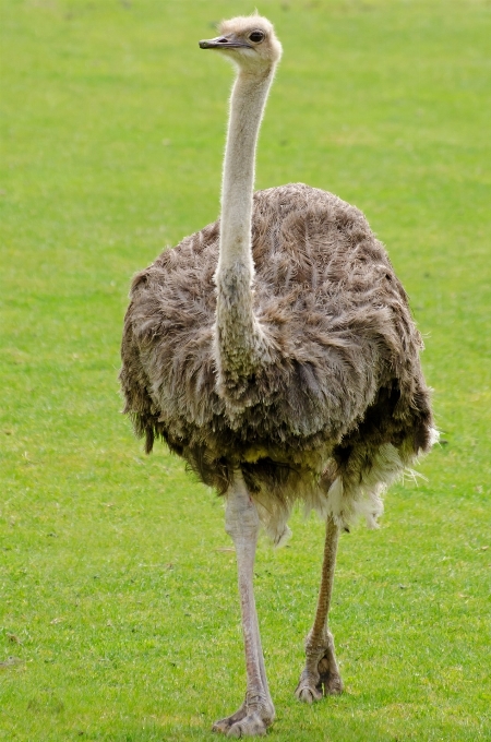 Natura selvaggia
 a piedi uccello animale