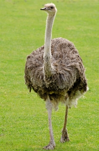 Photo Région sauvage
 marche oiseau animal