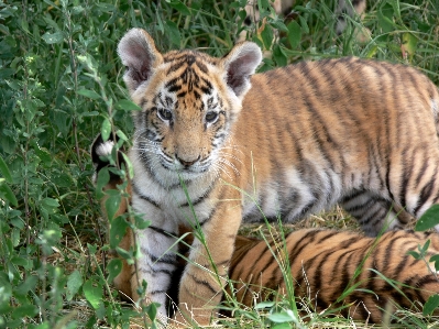 Foto Giocare carino animali selvatici selvaggio