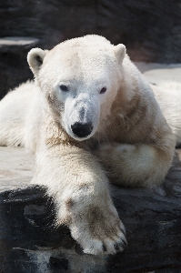 White animal bear wildlife Photo