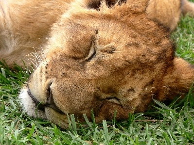 草 動物 野生動物 野生 写真