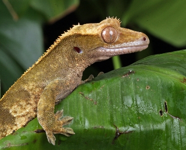 Foto Natureza foto animais selvagens retrato