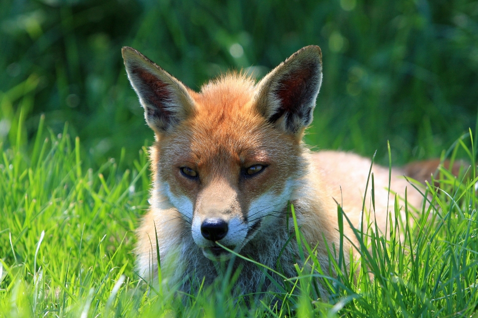 Natur gras foto tierwelt