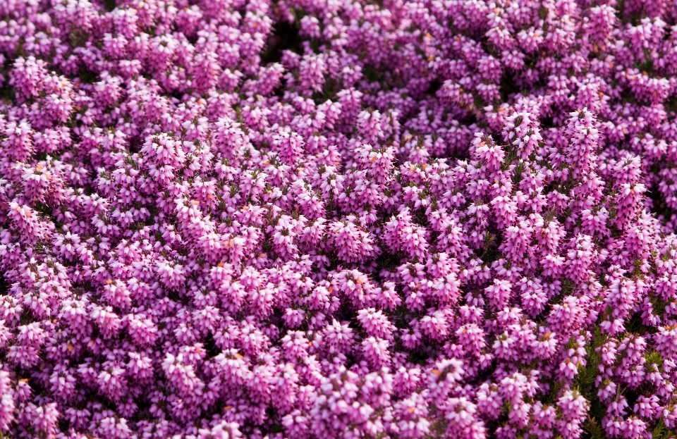 Naturaleza planta flor foto