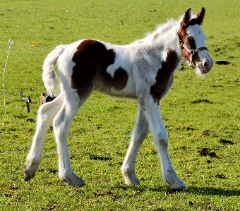 Grass meadow young spring Photo