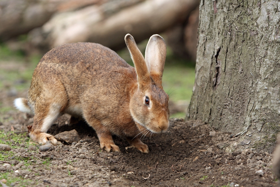 Cute photo wildlife pet