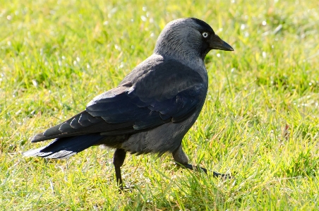 Bird wildlife beak black Photo