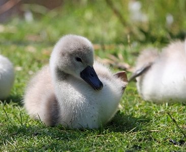 Nature grass bird animal Photo