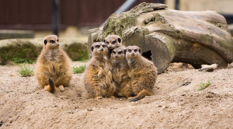 Natura gruppo animale carino