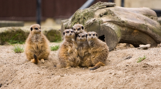 Foto Natura gruppo animale carino