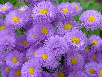 Landscape nature blossom plant Photo