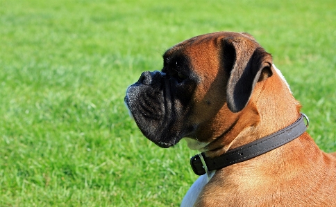 子犬 犬 動物 犬歯
 写真