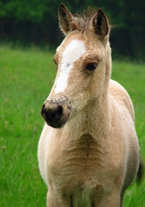 Nature grass animal photo Photo