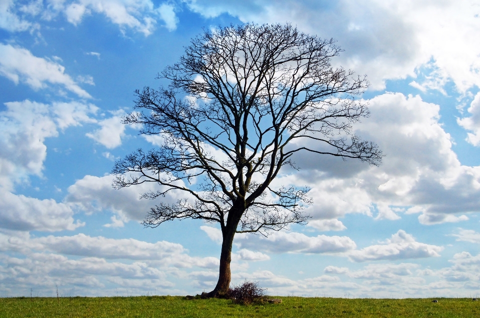 Landscape tree nature grass