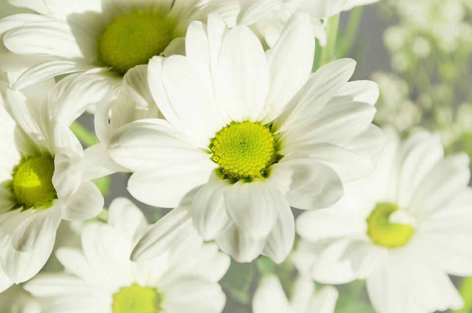 Nature fleurir usine blanc