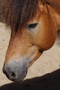 Animal horse mammal stallion Photo