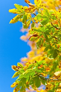 木 ブランチ 花 植物 写真