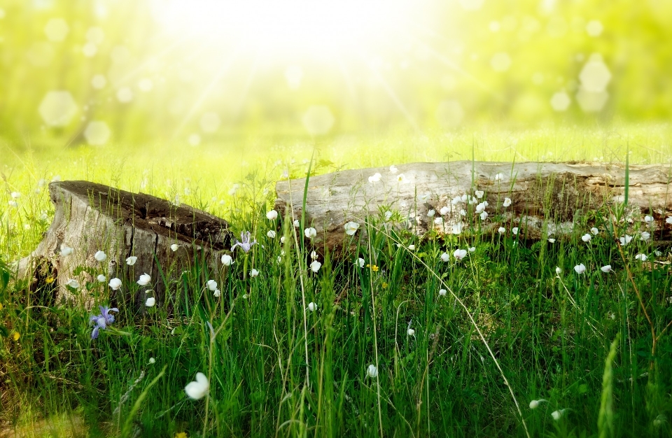 Water nature forest grass