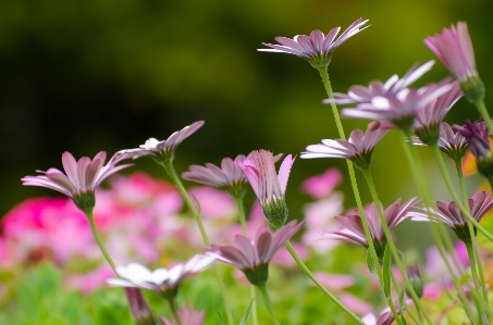 Foto Natura erba fiore pianta