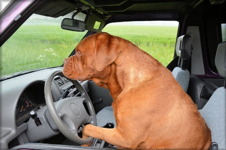 Foto Mobil menyetir anjing peliharaan