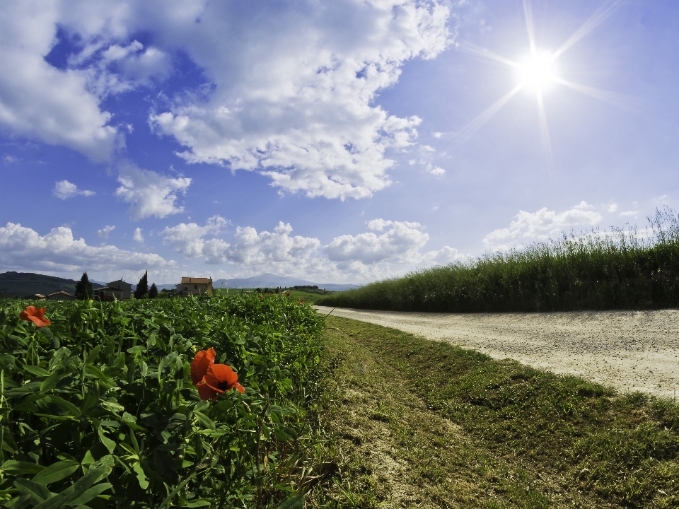 Paisagem natureza grama horizonte