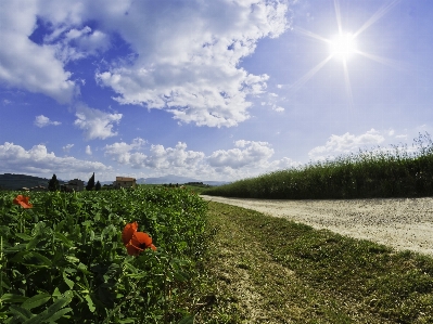 Landscape nature grass horizon Photo