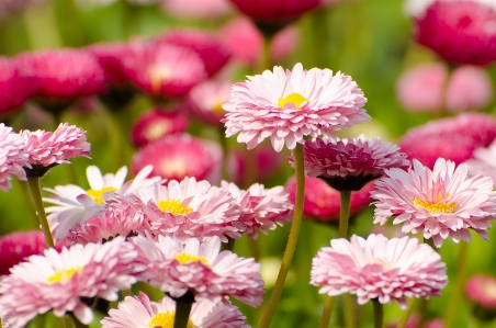 Nature blossom plant meadow Photo