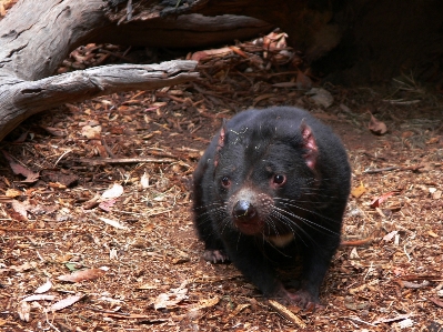 Zdjęcie Sharp dzikiej przyrody dziki ogród zoologiczny