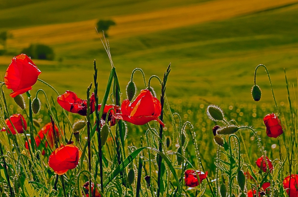 Landscape nature grass outdoor