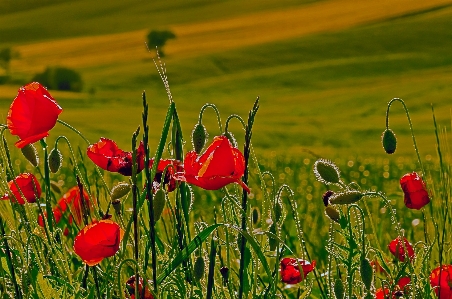 Landscape nature grass outdoor Photo