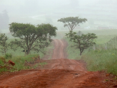 Tree forest road mist Photo