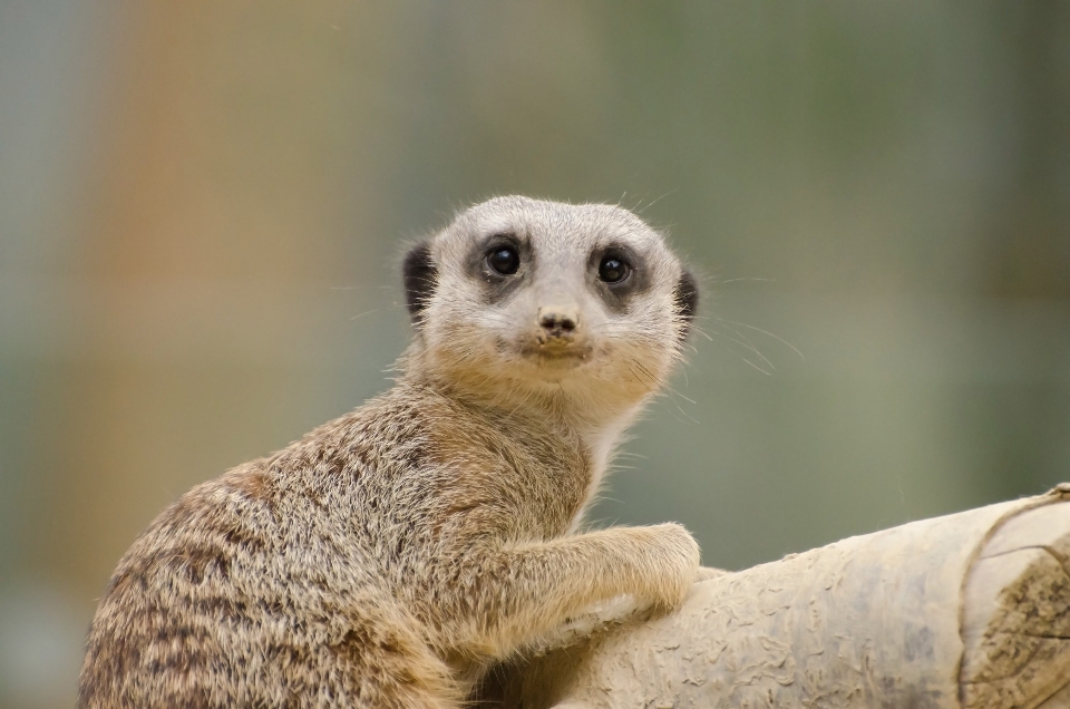 Natura selvaggia
 deserto animale