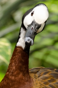 Natur vogel tierwelt wild Foto