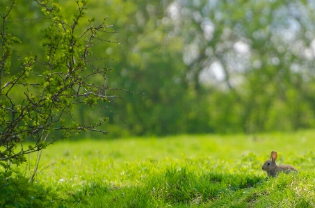 Tree nature forest grass Photo