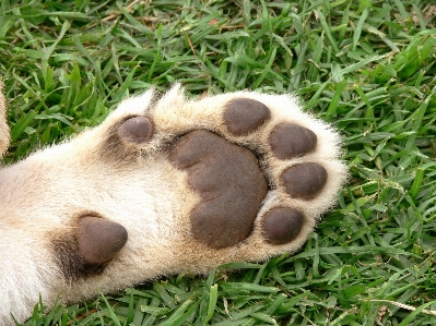 Foto Rumput beruang margasatwa kucing